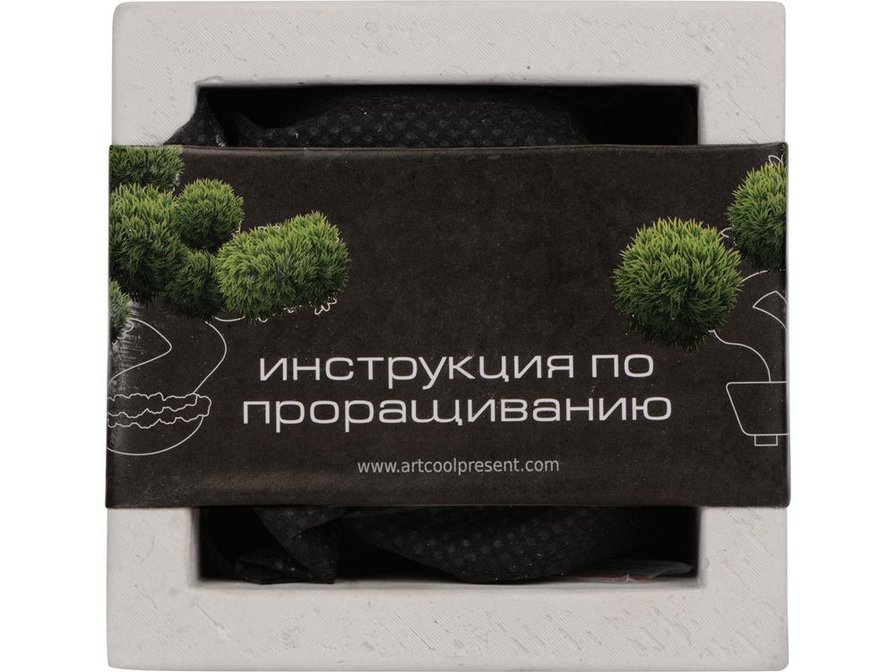 Подарочный набор Вырасти Бонсай дома. Годжи